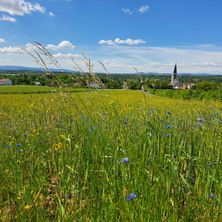 Ein weites Feld mit Wildblumen unter einem blauen Himmel mit verstreuten Wolken, einem Kirchturm in der Ferne und einer ländlichen Landschaft mit Häusern und Bäumen.