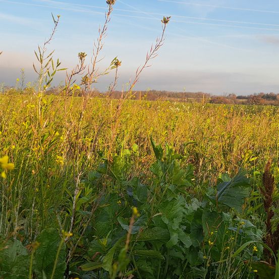 Ein breites, saftiges Feld aus hohen Gräsern und gelben Blumen unter einem blauen Himmel mit verstreuten Wolken.