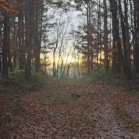Ein Waldweg gesäumt von hohen Bäumen, bedeckt mit gefallenen Blättern, der zu einem sonnigen Horizont führt.