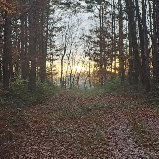 Ein Waldweg gesäumt von hohen Bäumen, bedeckt mit gefallenen Blättern, der zu einem sonnigen Horizont führt.