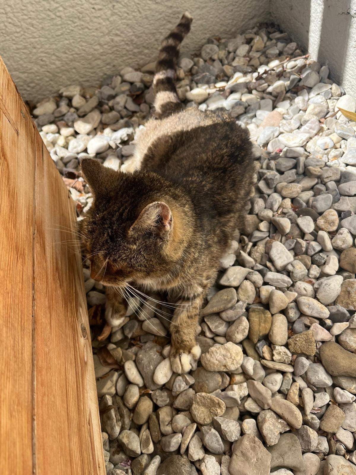 Eine Katze mit gestreiftem Schwanz sitzt auf Kies und schaut auf eine Holzplanke. Die Katze ist braun mit weißen Schnurrhaaren.