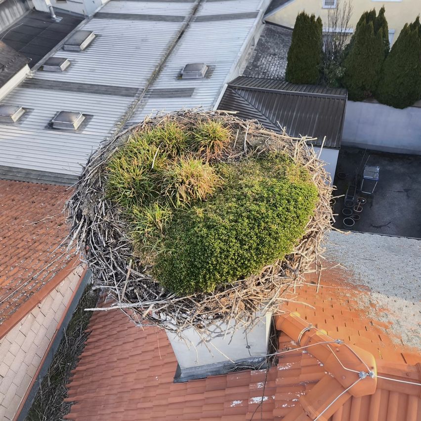 Auf dem Dach eines Gebäudes ist ein Nest zu sehen, umgeben von einem Buschwerk. Das Nest besteht aus Zweigen und hat eine herzförmige Form.