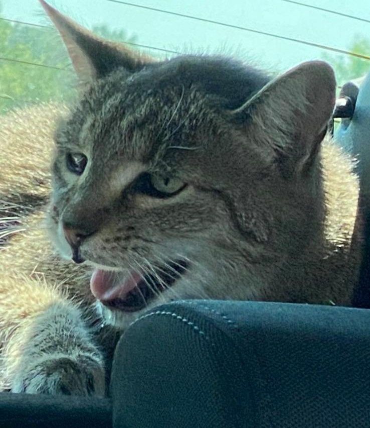 Eine wilde Katze mit grau-braunem Fell, scharfen Augen und heraushängender Zunge sitzt in einem Auto.