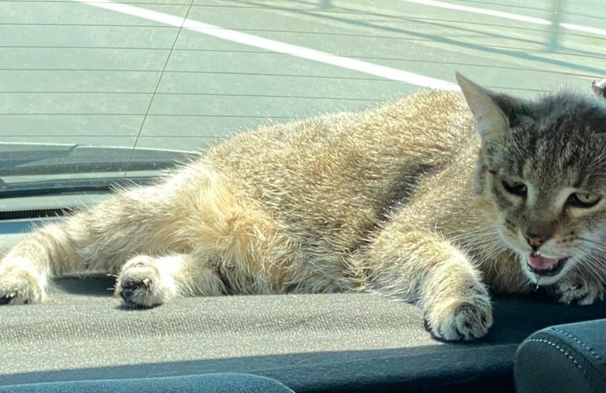 Eine Katze liegt auf dem Armaturenbrett eines Autos und blickt nach links. Die Katze hat ein hellbraunes Fell mit schwarzen Flecken.