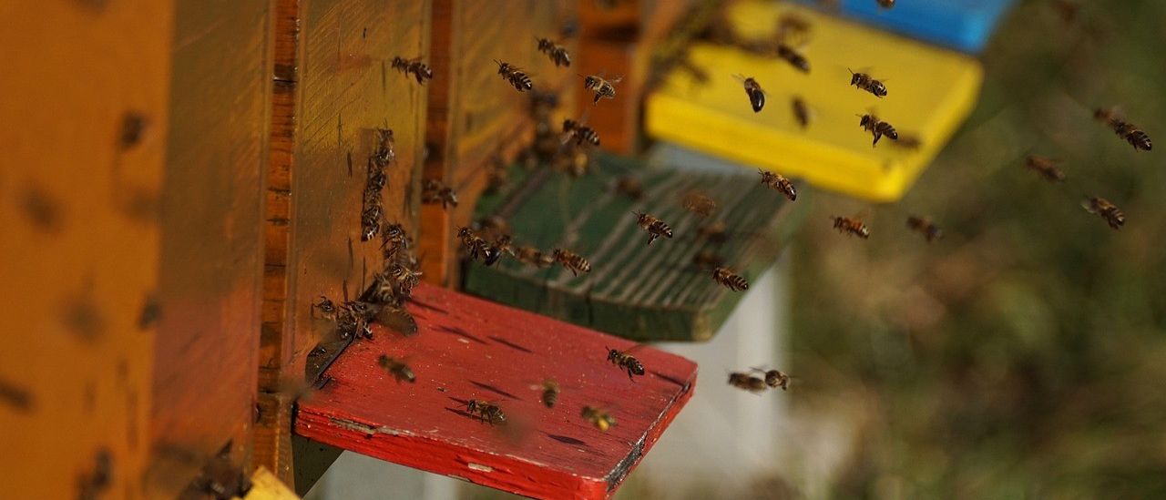 Animal, Bee, Honey Bee, Insect, Invertebrate, Apiary, Wasp