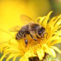 Animal, Bee, Honey Bee, Insect, Invertebrate, Apidae, Bumblebee, Wasp