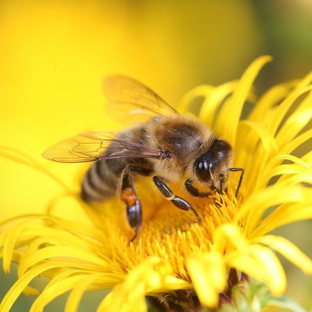Animal, Bee, Honey Bee, Insect, Invertebrate, Apidae, Bumblebee, Wasp