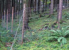 Vegetation, Land, Nature, Outdoors, Tree, Woodland, Fence, Slope, Grove, Pasture