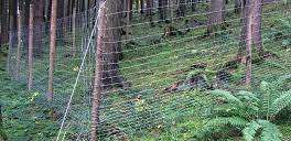 Vegetation, Land, Nature, Outdoors, Tree, Woodland, Fence, Slope, Grove, Pasture