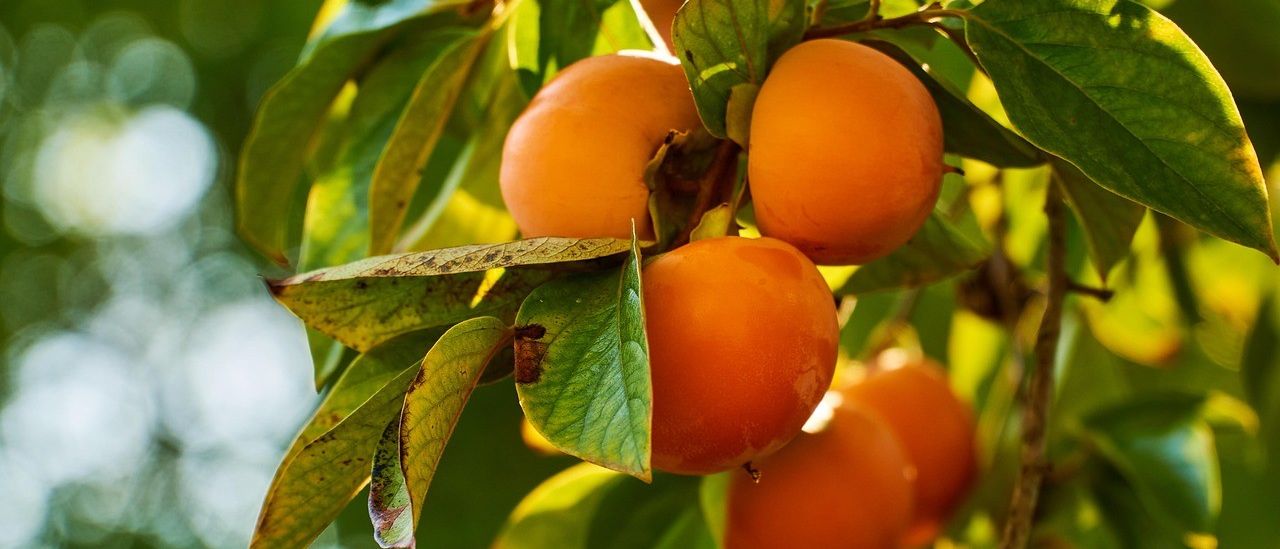 Ein Nahaufnahme von mehreren reifen, orangefarbenen Kakifrüchten, die an einem Baum mit grünen Blättern hängen. Das Sonnenlicht beleuchtet die Früchte und wirft sanfte Schatten.