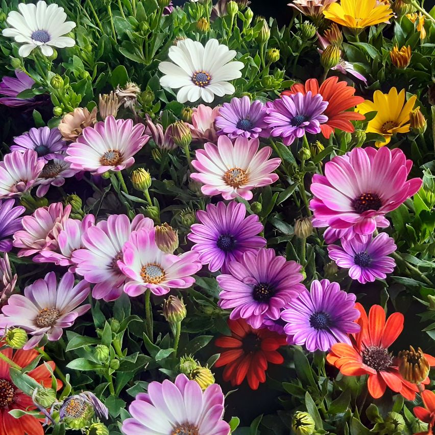 A vibrant display of African daisies in various colors, including white, pink, purple, and orange, with green leaves. The flowers have a central disc and petals.