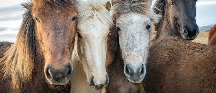 Bild enthält, Animal, Herd, Horse, Mammal, Cow, Livestock, Colt Horse