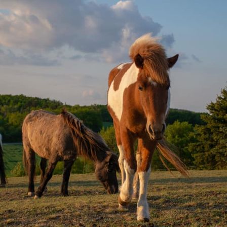Bild enthält, Field, Grassland, Nature, Outdoors, Animal, Horse, Mammal, Colt Horse, Countryside, Grazing