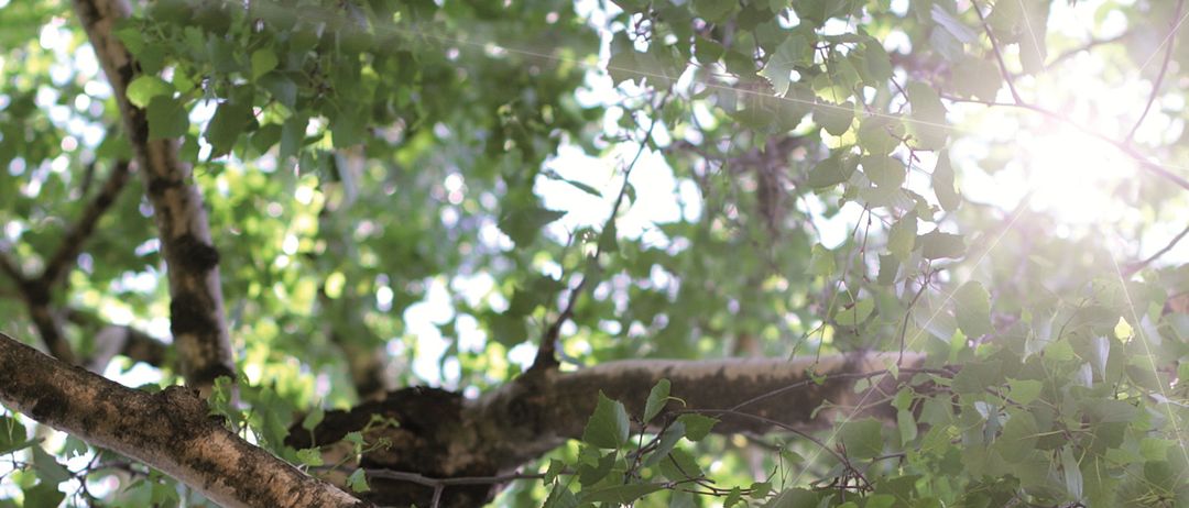 Eine Nahaufnahme eines Baumzweigs mit Blättern und durchscheinendem Sonnenlicht, das einen sanften, gefleckten Lichteffekt erzeugt.
