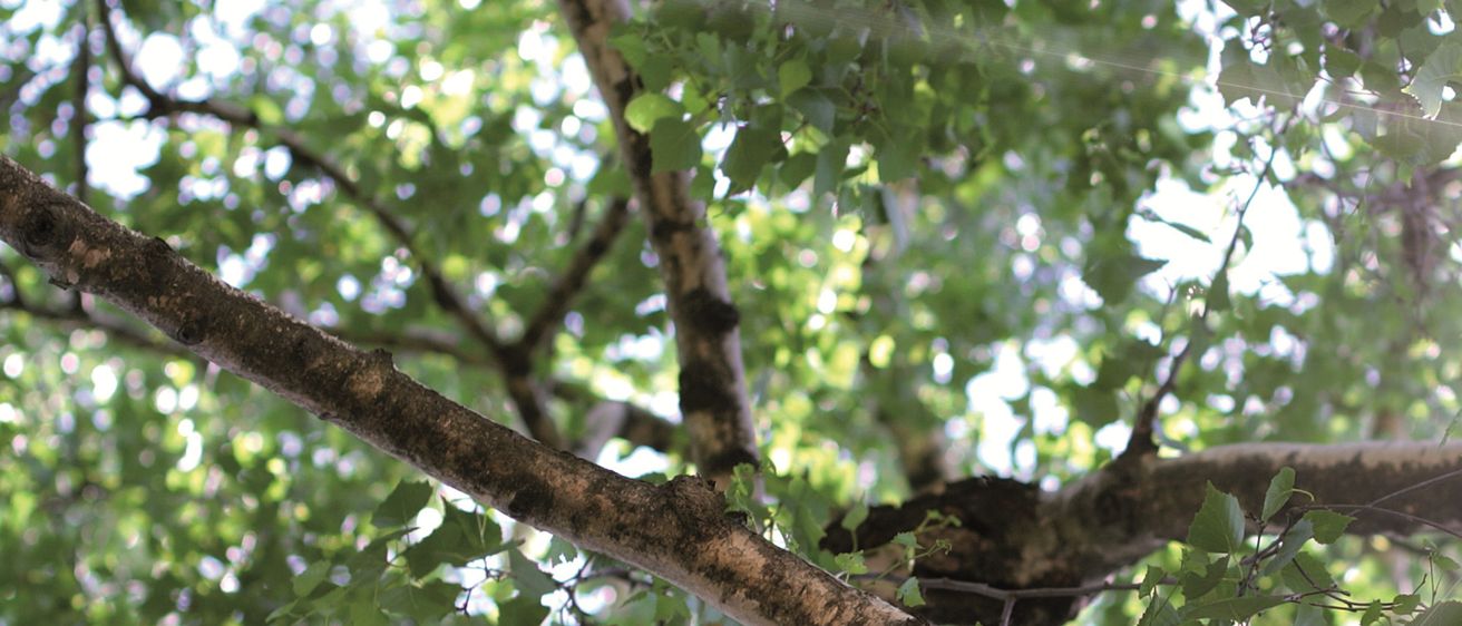 Eine Nahaufnahme eines Baumes mit üppigen grünen Blättern, die das durch das Laub fallende Sonnenlicht einfangen. Die Äste sind dick und robust und deuten auf das Alter des Baumes hin.