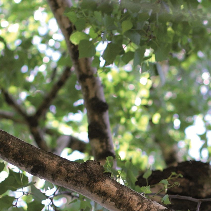 Eine Nahaufnahme eines Baumes mit üppigen grünen Blättern, die das durch das Laub fallende Sonnenlicht einfangen. Die Äste sind dick und robust und deuten auf das Alter des Baumes hin.
