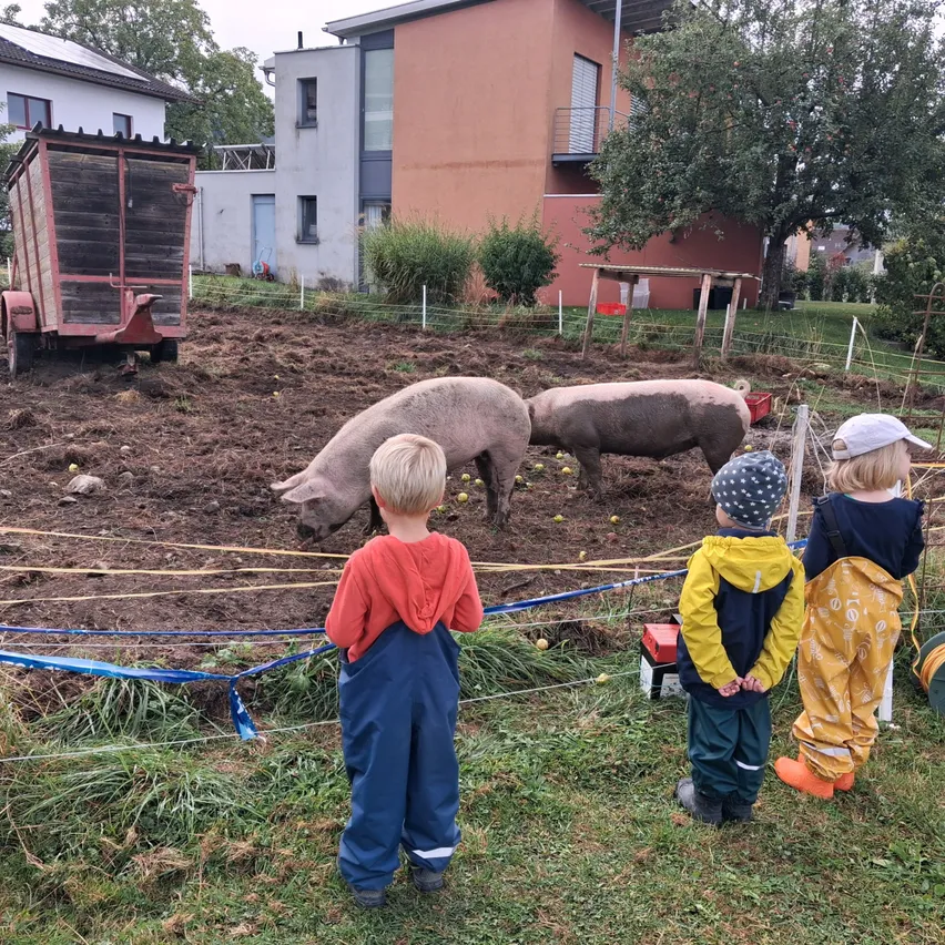 Drei Kinder beobachten zwei Schweine in einem eingezäunten Bereich. Die Schweine fressen etwas auf dem Boden.
