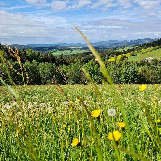 Ein Grasfeld mit gelben und weißen Blumen unter einem blauen Himmel mit Wolken, umgeben von Bäumen und Bergen.