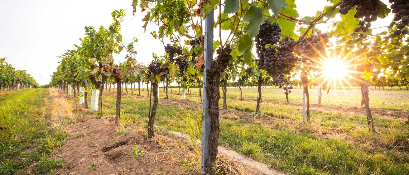 Bild enthält, Nature, Outdoors, Countryside, Rural, Farm, Vineyard