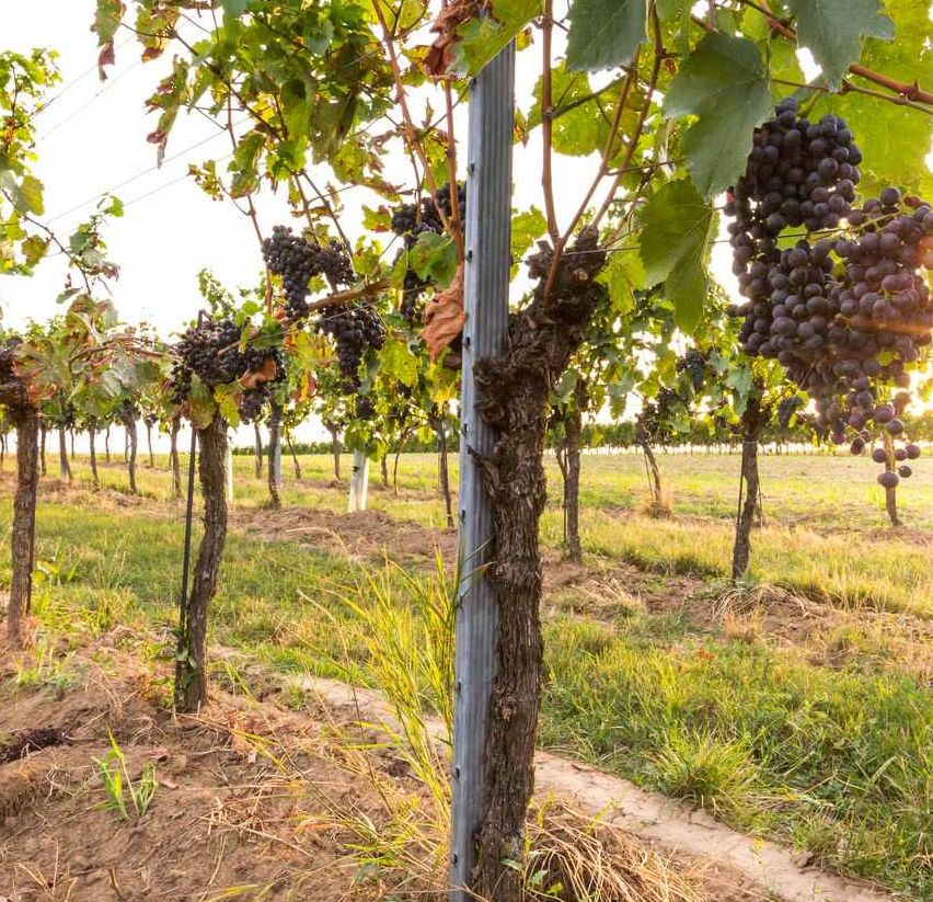 Bild enthält, Nature, Outdoors, Countryside, Rural, Farm, Vineyard