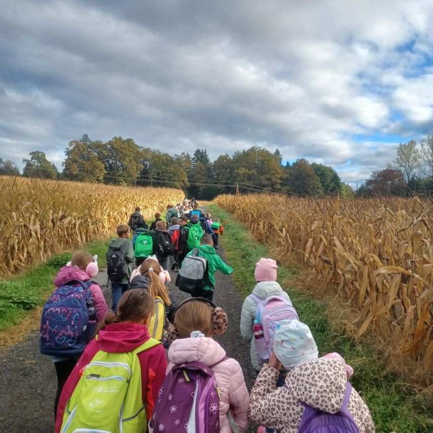 Eine Gruppe von Kindern, die Rucksäcke und Winterkleidung tragen, geht gemeinsam einen Pfad in einem Maisfeld entlang, unter einem bewölkten Himmel.