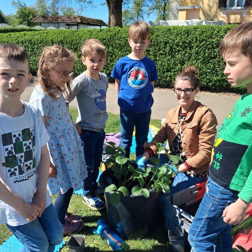 Eine Gruppe von Kindern und einem Erwachsenen ist draußen. Der Erwachsene trägt eine Brille und Handschuhe und pflanzt eine Pflanze. Die Kinder tragen Turnschuhe und stehen um die Pflanze herum.