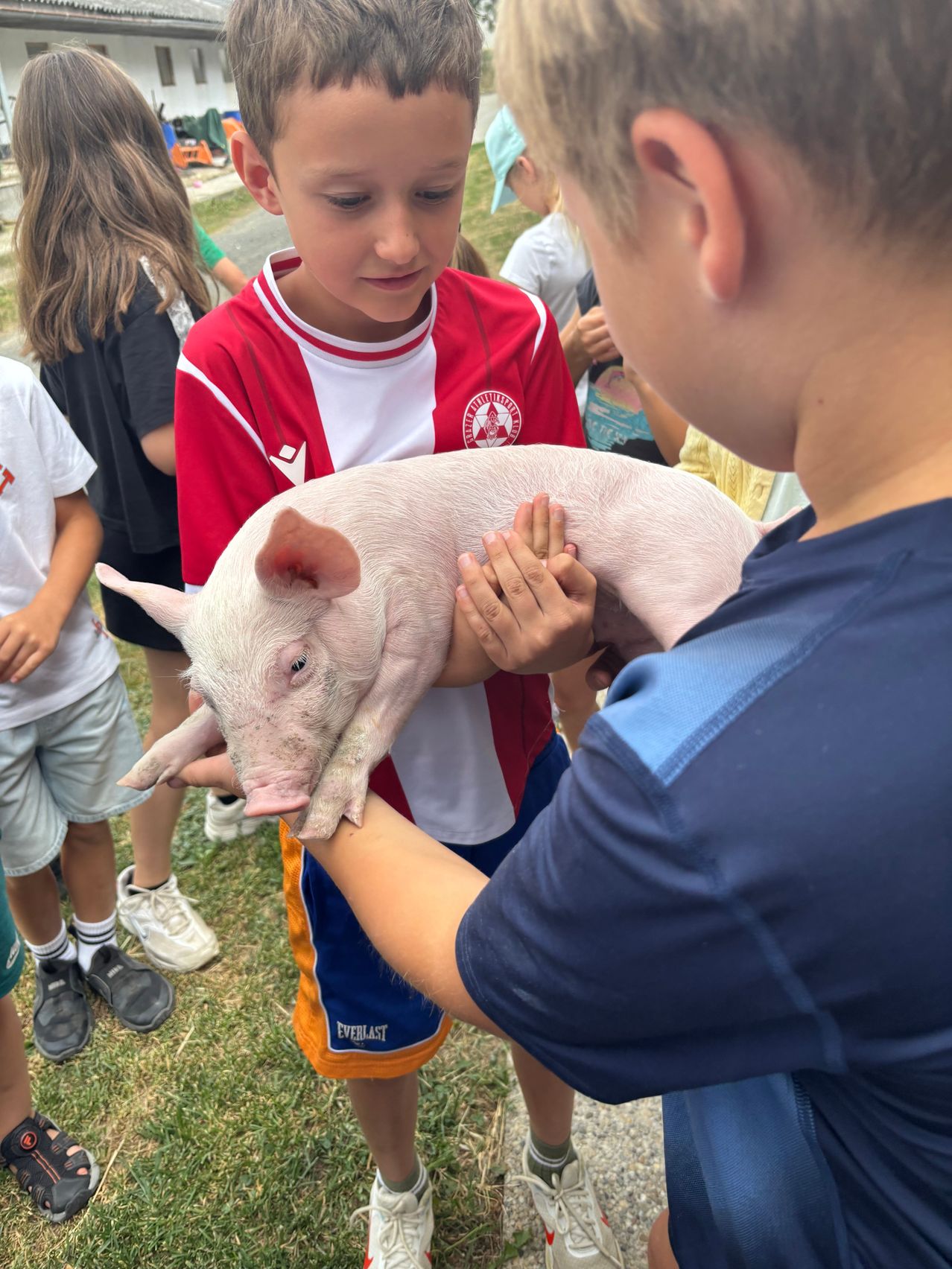 Zwei Kinder halten ein kleines rosa Schwein in einem Grasbereich, mit anderen Kindern dahinter.