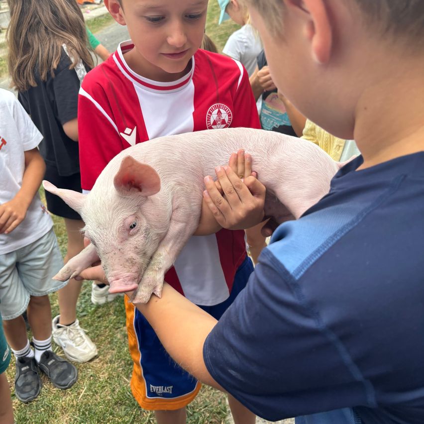 Zwei Kinder halten ein kleines rosa Schwein in einem Grasbereich, mit anderen Kindern dahinter.