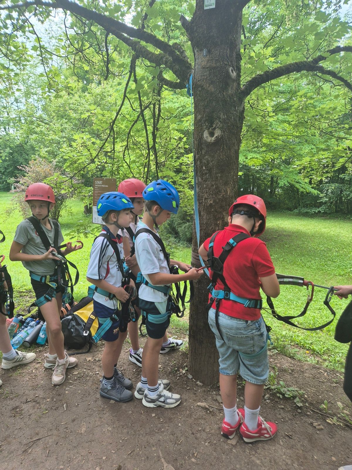 Eine Gruppe von Kindern in Helmen klettert mit Seilen auf einen Baum in einem Park.