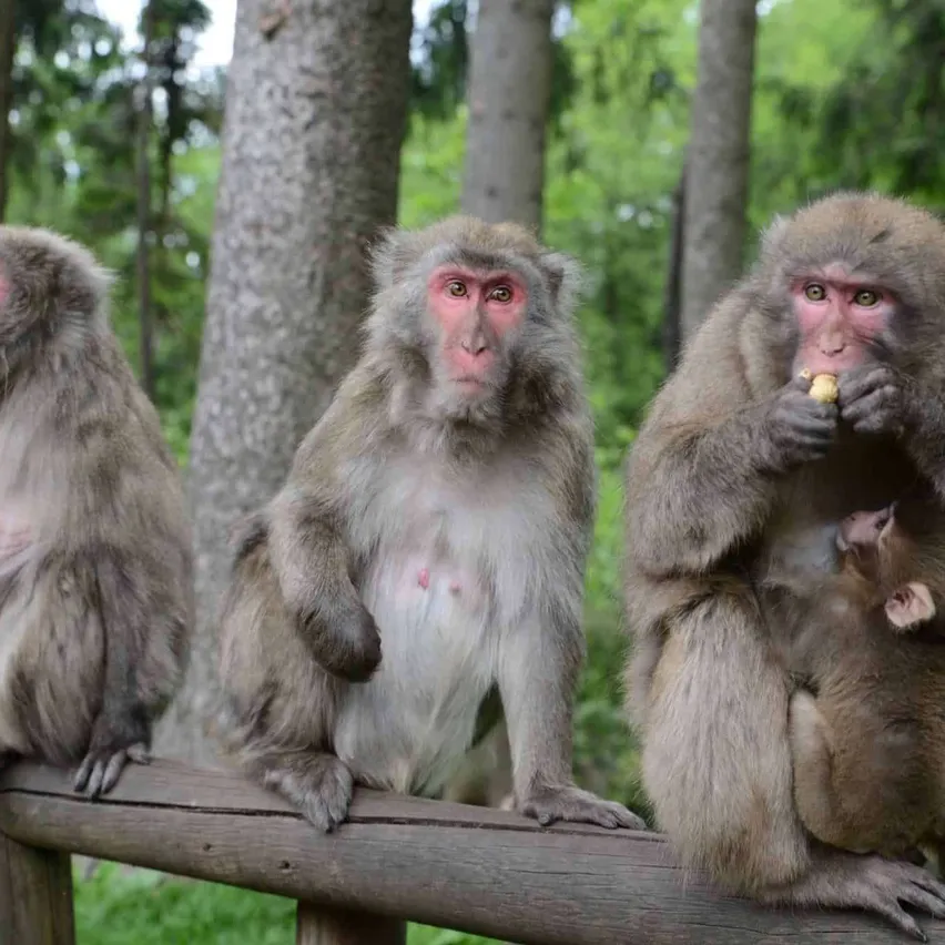 Animal, Mammal, Monkey, Wildlife, Zoo, Plant, Vegetation, Baboon
