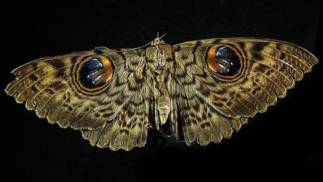 Ein Nachtfalter mit gemusterten Flügeln ruht auf schwarzem Hintergrund, seine Augen sind deutlich sichtbar.
