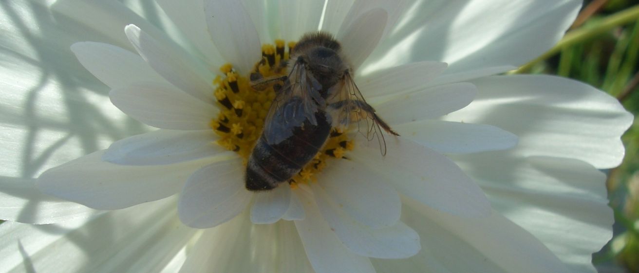 Eine Biene sitzt auf einer weißen Blume mit gelbem Zentrum, umgeben von grünem Gras.