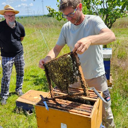 Zwei Männer in einem Grasfeld inspizieren einen Bienenstock. Ein Mann untersucht einen von Bienen bedeckten Rahmen, während der andere zusieht.