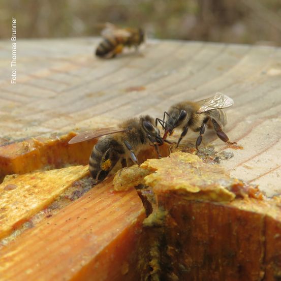 Bienen