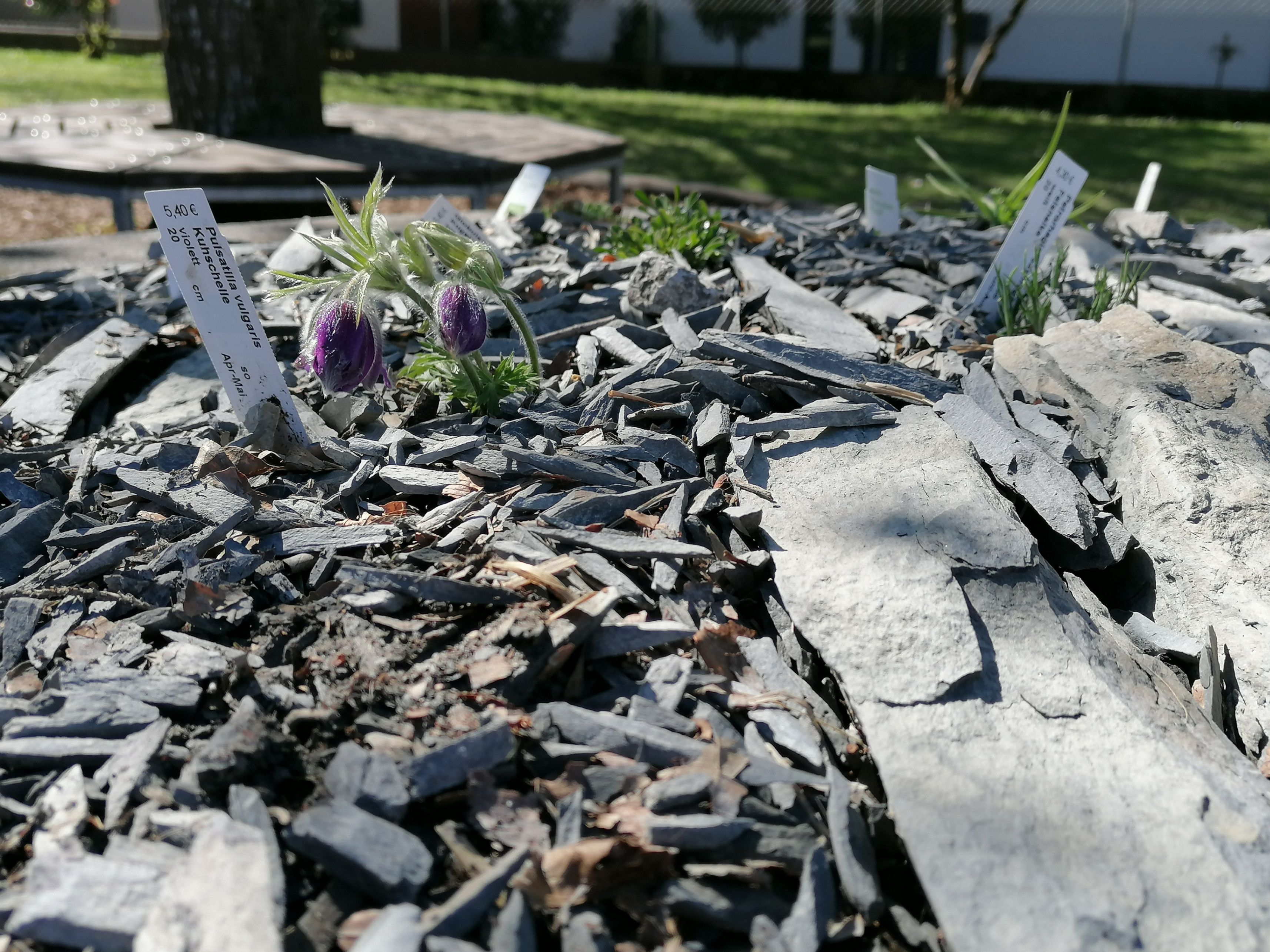 Eine kleine Pflanze mit violetten Blüten wächst zwischen Felsen und Steinen, mit einem Etikett, das sie als Frühlingszwiebel identifiziert.