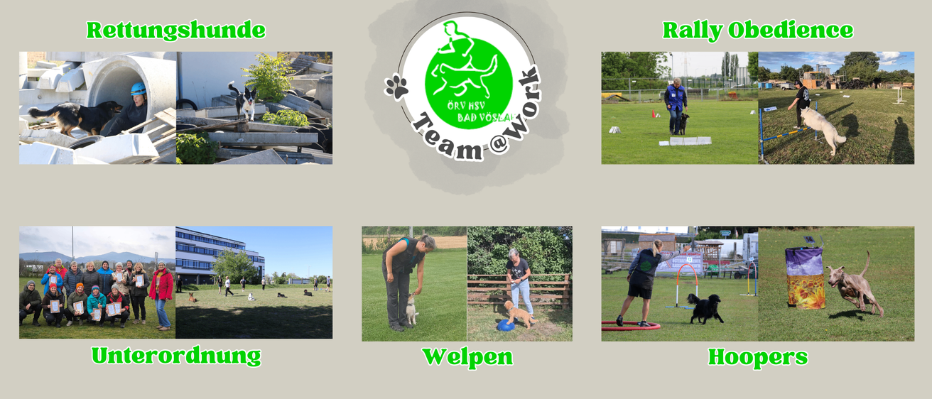 Ein Hundetraining-Bild zeigt eine Frau mit einem Hund, einen Mann mit einem Hund und einen Hund, der auf einem blauen Ball spielt.