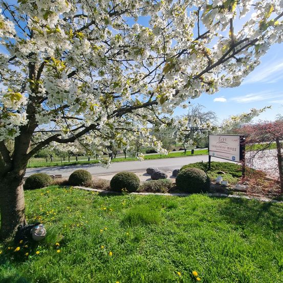 Ein Schild mit einem weißen Schild an einem Pfosten steht vor einem Baum mit weißen Blüten. Der Boden ist mit Gras bedeckt und hat ein paar Büsche. Eine Straße befindet sich rechts und ein Baum links.
