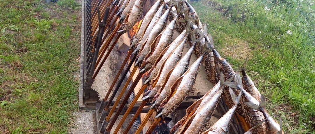 Eine Reihe geräucherter Fische auf Holzspießen über einem Feuerloch.