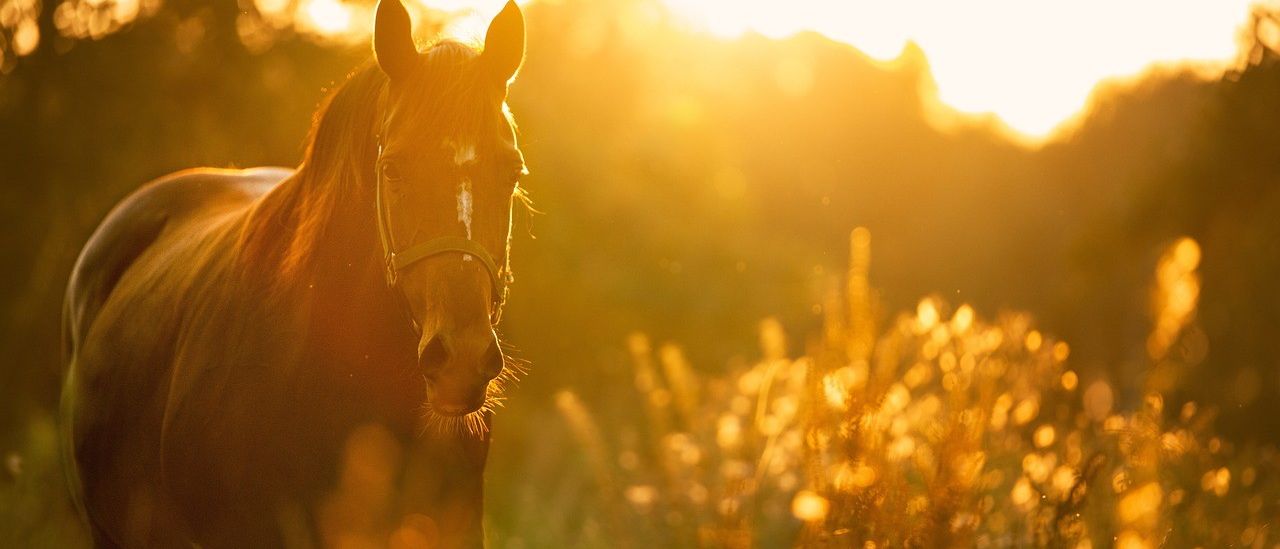 Bild enthält, Sunlight, Flare, Light, Animal, Horse, Mammal, Outdoors, Nature, Sky, Colt Horse