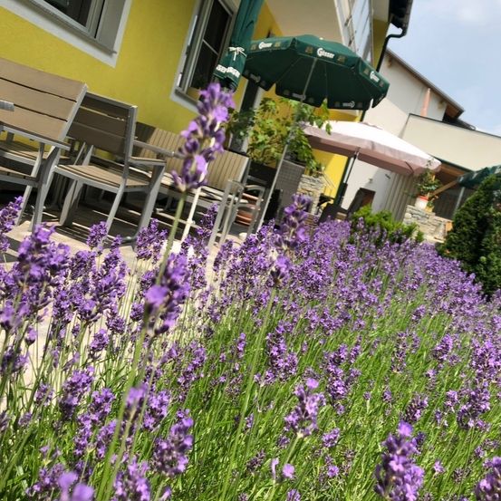 Ein Garten mit lila Lavendelblumen, grünen Blättern und einem gelben Haus. Stühle und ein Regenschirm stehen vor dem Haus.