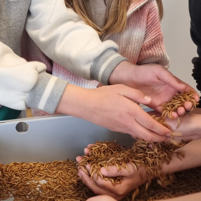 Several hands reach into a tray filled with numerous small, wriggling caterpillars, suggesting an educational or hands-on learning activity.
