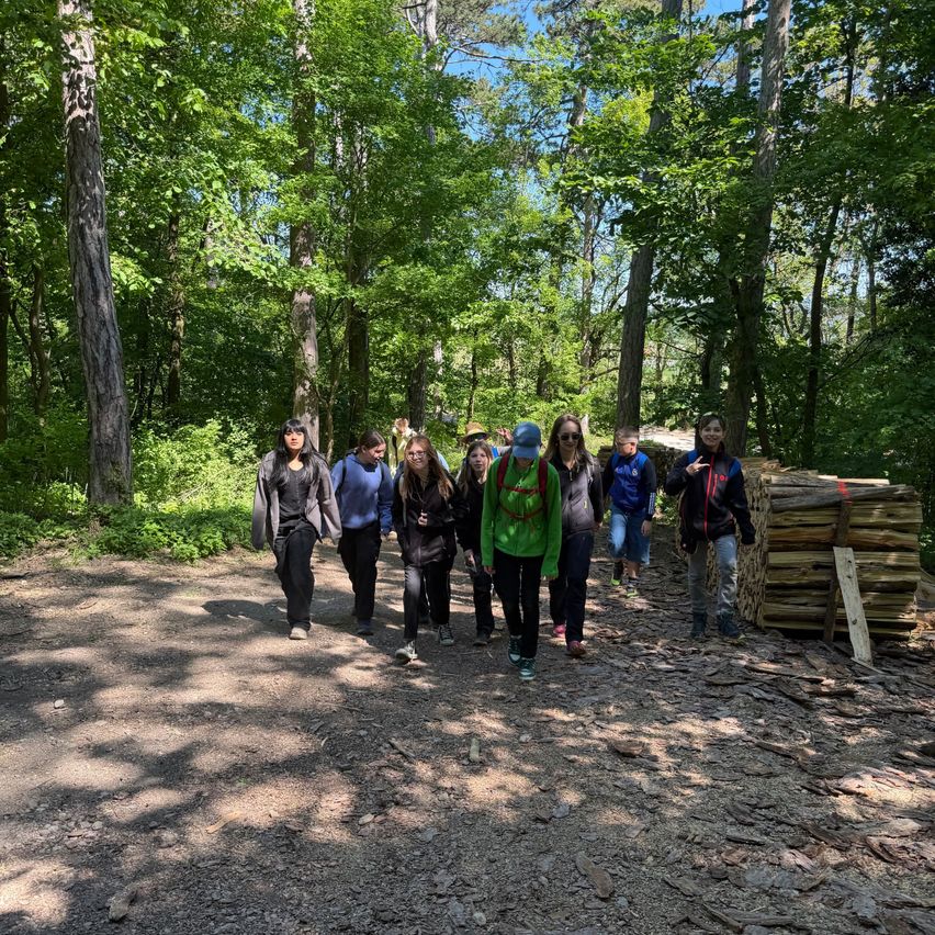 A group of people walk on a dirt path in a forest with piles of wood on the side. They wear jackets and sneakers. Trees surround them, and shadows fall on the ground.