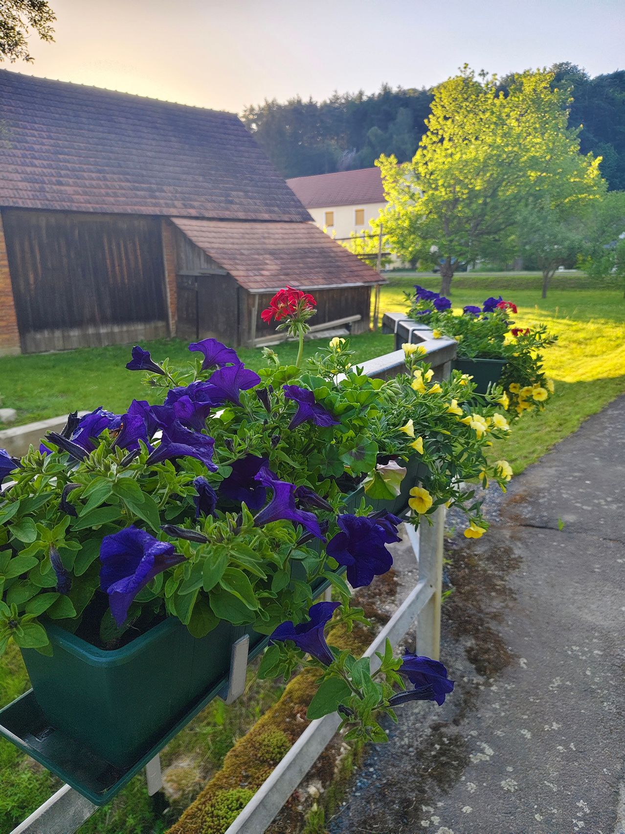 Blumen in grünen Töpfen hängen an einem Zaun neben einem Rasen, mit einem Scheunengebäude im Hintergrund und einem Baum in der Nähe.