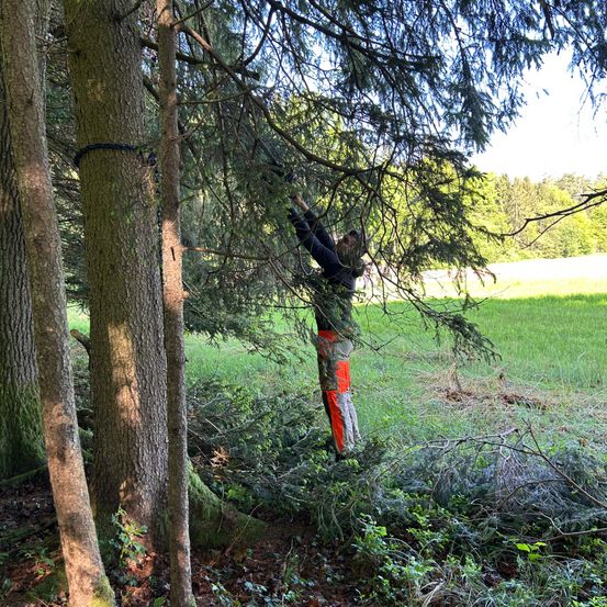 Eine Person in oranger und grauer Kleidung klettert in einem Grasfeld auf einen Baum und hält sich an einem Ast fest.