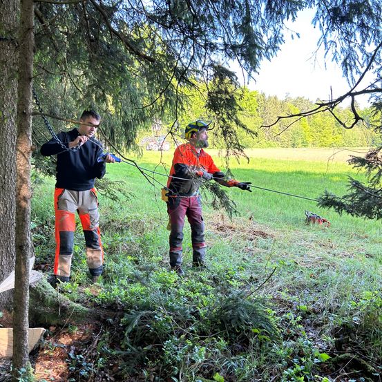 Zwei Männer in Schutzkleidung arbeiten auf einem Feld mit einem großen Baum. Einer hält eine Kettensäge, während der andere einen Seil benutzt, um den Baum zu führen.