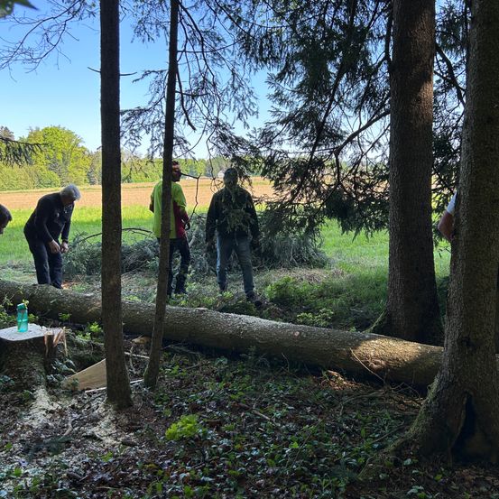 Vier Personen befinden sich in einem Wald. Sie betrachten einen umgestürzten Baum. Der Baum liegt auf dem Boden.