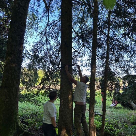 Zwei Personen arbeiten an einem Baum in einem Wald. Einer klettert auf den Baum, während der andere ihn beobachtet.