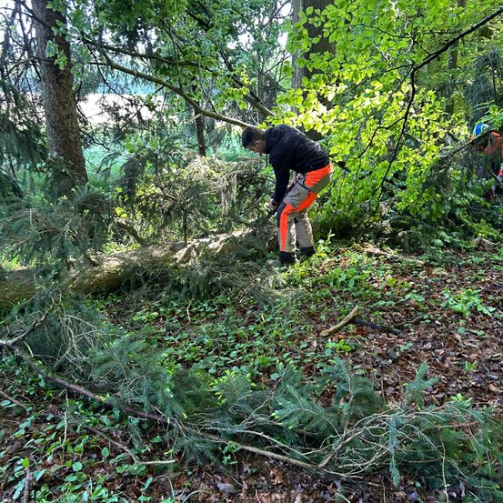 Ein Mann in einem Wald räumt einen umgestürzten Baum mit einer Kettensäge ab.