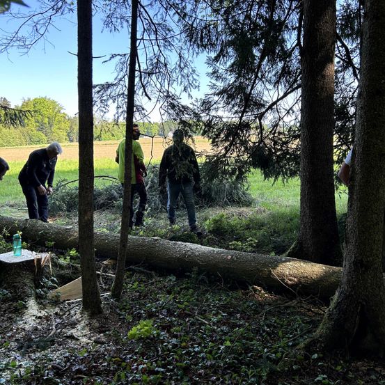 Vier Personen räumen einen umgestürzten Baum in einem Wald. Eine Frau beugt sich über einen Baumstamm.