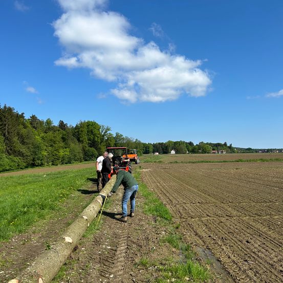 Drei Personen messen einen Baumstamm auf einem Rasenfeld, während ein Traktor in der Nähe geparkt ist.